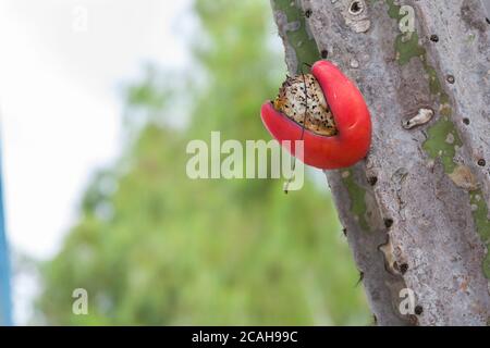 Frucht des Kaktus mandacaru, typisch für die nordöstliche Region Brasiliens Stockfoto