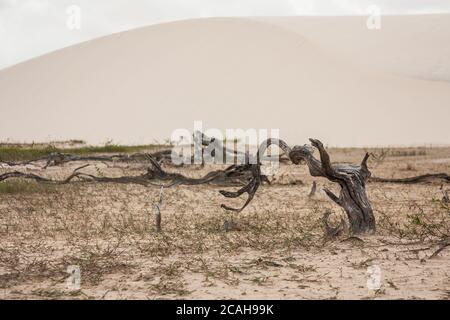 Stämme in der Wüste - Lencois Maranhenses - Brasilien Stockfoto