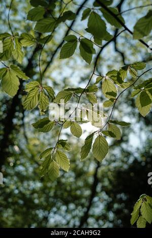 Die Sonne scheint im Frühling durch die Blätter des Buchenbaums. ( Fagus sylvatica ) - Photsynthese Wald Natur Hintergrund. Stockfoto