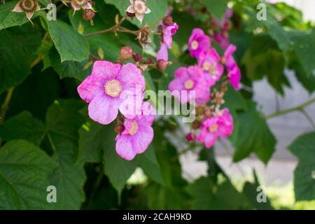 Blühender dekorativer Himbeerbusch, rosa Blüten auf einem Hintergrund von grünem Laub. Stockfoto