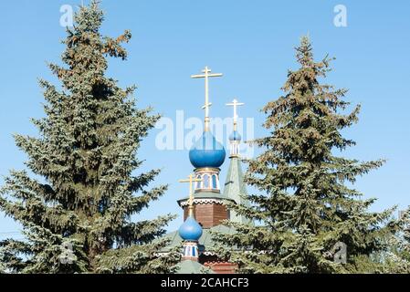 Hölzerne Kuppeln mit goldenen Kreuzen der orthodoxen Kirche gegen den blauen Himmel. Hohe Fichten mit Zapfen auf den Ästen. Stockfoto