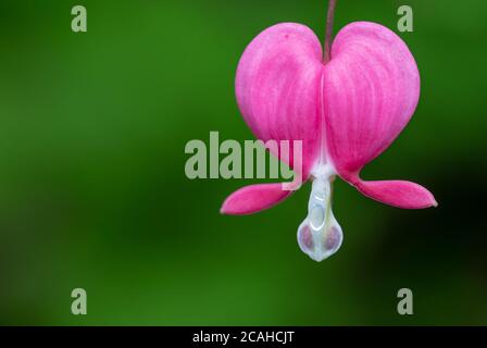 Nahaufnahme einer einzelnen rosa blutenden Herzblume mit verschwommenem Grün Hintergrund Stockfoto
