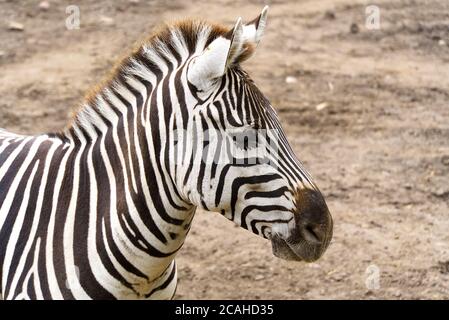 Porträt des Zebras von Plains. Equus quagga Nahaufnahme. Stockfoto