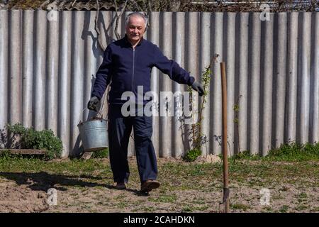 Der Erwachsene Bauer mit einem Eimer trägt Kartoffeln im Garten. Hochwertige Fotos Stockfoto