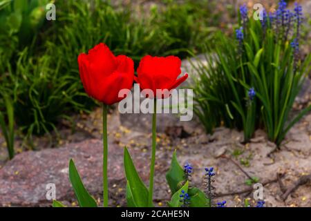 Zwei rote Tulpen auf einem Blumenbeet im Frühjahr, Nahaufnahme, selektiver Fokus, verschwommener Hintergrund, horizontale Komposition. Stockfoto
