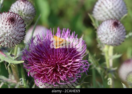 Eine Nahaufnahme eines großen Skipper Schmetterlings Stockfoto