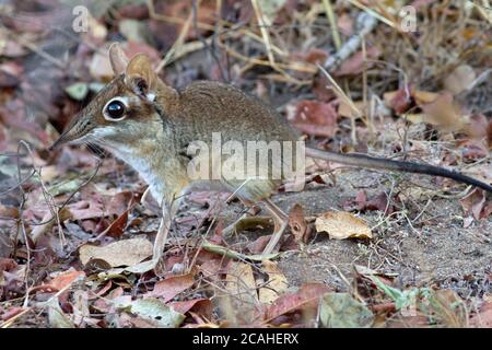 Die viertoed Senji, oder Elefantenspitzmaus, wie sie verwendet werden, genannt zu werden, ist extrem aktiv patrouillierend es ist Gebiet entlang gut ausgetretene Pfade, überhaupt auf der Suche Stockfoto