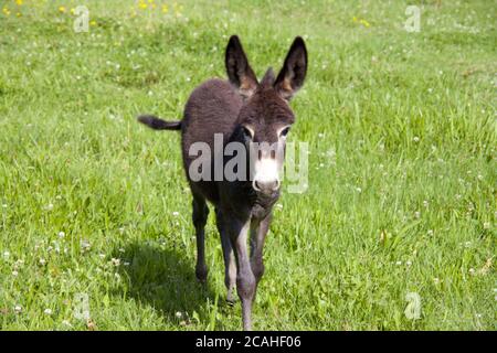 Nahaufnahme eines kleinen Esels, der auf Gras steht Stockfoto