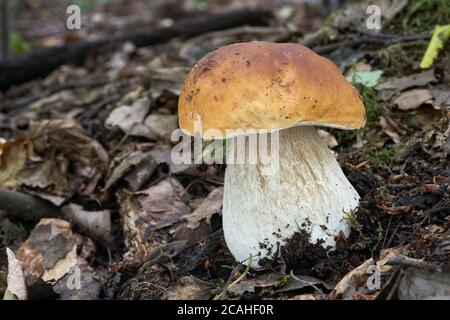 Essbarer Pilz Boletus edulis im Birkenwald. Bekannt als Cep, Penny Bun oder Porcini. Wildpilz wächst in den Blättern. Stockfoto