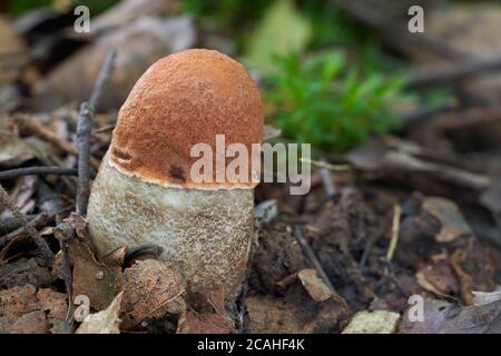 Essbarer Pilz Leccinum albostipitatum im Espenwald. Junger Bolete Pilz wächst in den Blättern. Stockfoto