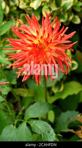 Eine lebendige rot-gelbe Blüte von Dahlia Kenora Sonnenuntergang. Stockfoto