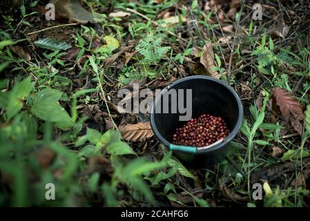 Frisch gepflückte Robusta-Kaffeekirschen auf einem Bauernhof am Hang im Dorf Ciputri, Regentschaft Cianjur, West Java, Indonesien. Stockfoto