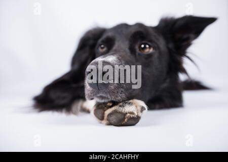 Border Collie Clouse bis der Nase boop. Nasenboop-Foto eines Hundes, der sich auf weißem Hintergrund legt. Stockfoto