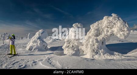 Langläufer auf Loipe, Zwergkiefern, Eis und Schnee umhüllt, in subalpiner Zone unterhalb des Szrenica Gipfels, Nationalpark Karkonosze, Polen Stockfoto