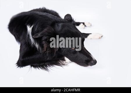 Traurig und nachdenklich reinrassig Grenze Collie Hund hinlegen. Nette freundliche Haustier suchen mit intelligenten Augen. Gelangweilt und aufgeregt Welpen isoliert auf weiß mit Co Stockfoto