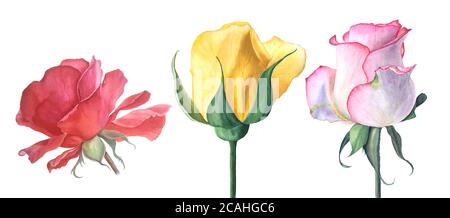 Rote, gelbe und rosa Rosen Aquarell Illustration isoliert auf weißem Hintergrund Stockfoto