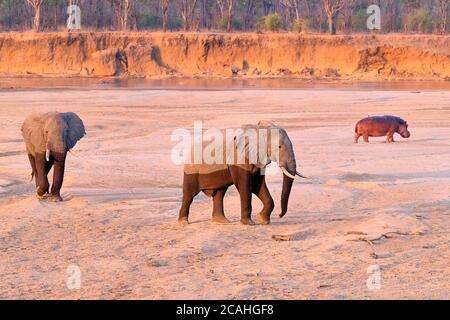 Afrikanische Elefanten, Loxodonta Africana, 2 Elefantenbullen, Flusspferde über Flussbett. South Luangwa National Park, Sambia Afrika Stockfoto