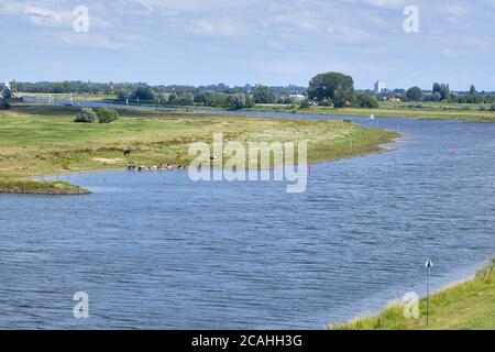 Typische holländische Flusslandschaft, in der Kühe in Fluss, Grasland, Aue und Rhein bei Wageningen, Gelderland, Niederlande baden Stockfoto