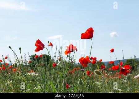 Rote Mohnblumen vor einem blauen Himmel von unten. Wiesenblumen im weichen Fokus. Leidenschaftliche hellen floralen Hintergrund. Wunderschöne wilde Blumen. Querformat w Stockfoto