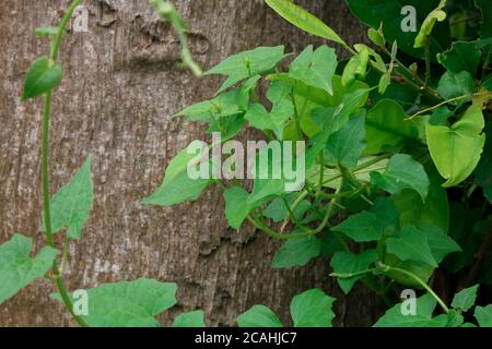 Unkraut, Jarmani Lota, Mikania Micrantha Kunth, Bittervine, Germani Lota. Stockfoto