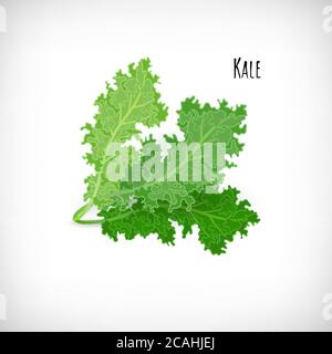 Kale Salatblätter isoliert auf weißem Hintergrund. Frische Zutat für Salat in flacher Form. Beschriftung Kale. Gesunde Bio-vegetarische Lebensmittel Vektor Illustration. Stock Vektor