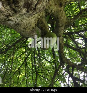 Niedriger Winkel Schuss von grünem Kalabash Baum Stockfoto