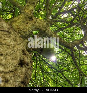 Niedriger Winkel Schuss von grünem Kalabash Baum Stockfoto