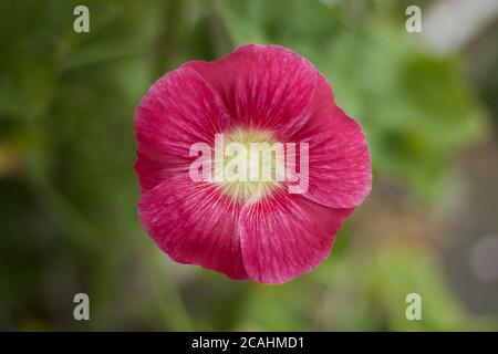 Schöne einzelne rosa rote Hollyhock Blume vor weichem Hintergrund mit Speicherplatz kopieren Stockfoto