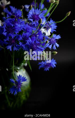 Kornblumenblüte. Blumenstrauß in einer Vase auf schwarzem Hintergrund. Blaue Blumen, Sommerfeldpflanzen. Blaue Blume. Grußkarte mit Rache Stockfoto