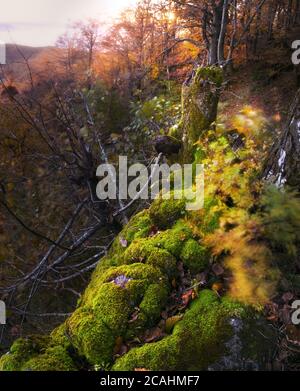 Schöne vertikale Aufnahme des Rändern des Waldes Bergrand Mit Bäumen und Felsen, die mit Moos bedeckt sind Stockfoto