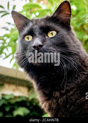 Schwarze Katze steht auf einem Zaun und sieht wach aus Stockfoto