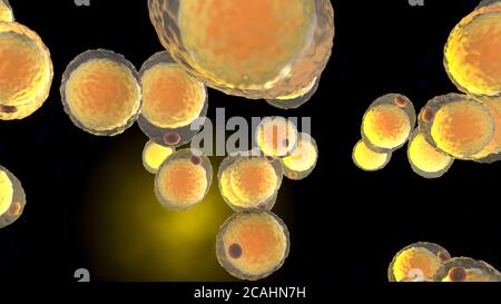 3D-Darstellung eines Clusters von Fettzellen. Stockfoto