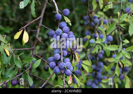 Blaue Beeren von blackthorn Reifen auf Büschen Stockfoto