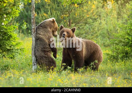 Zwei Braunbären umwerben auf einer blühenden Lichtung mit Blumen in der sommerlichen Natur. Stockfoto