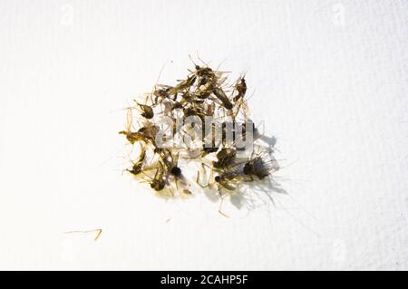 Nördliches Haus Mosquito, Culex pipiens, beißende Insekten, tote Mücken Haufen auf weißem Hintergrund, handgemachtes Papier, Pruhonice, Tschechische Republik im August Stockfoto