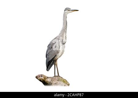Alert grauer Reiher sitzt auf dem Ast isoliert auf weiß Stockfoto