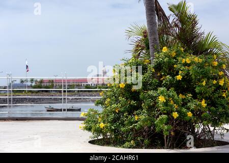 Blick auf die Altstadt von Panama City vom Mirador mit gelben Blüten in voller Blüte Stockfoto