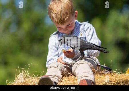 4 Jahre alter Junge mit einem Haustier Dohlen Vogel, Großbritannien Stockfoto