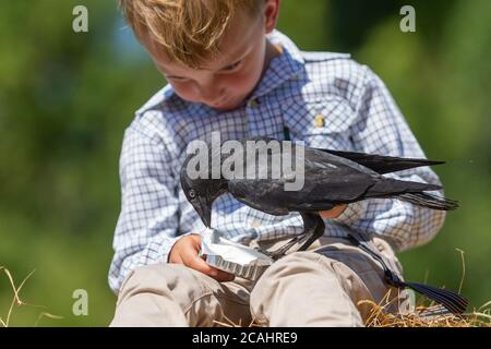 4 Jahre alter Junge mit einem Haustier Dohlen Vogel, Großbritannien Stockfoto