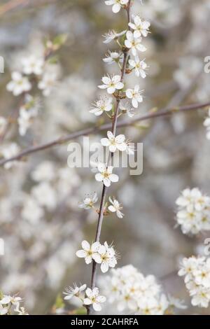 Blüte auf Schwarzdorn (Prunus spinosa) Stockfoto