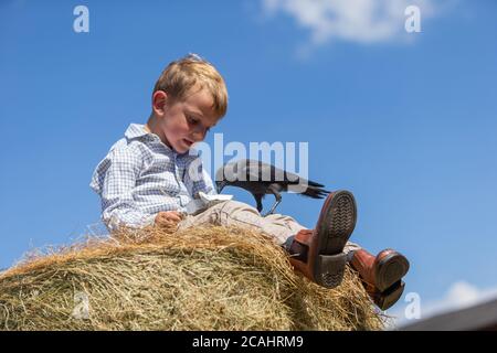 4 Jahre alter Junge mit einem Haustier Dohlen Vogel, Großbritannien Stockfoto