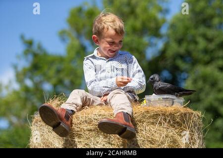 4 Jahre alter Junge mit einem Haustier Dohlen Vogel, Großbritannien Stockfoto