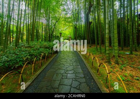 Angesichts der geringen Bambuswald, in Shuzenji, Izu Halbinsel, Japan Stockfoto