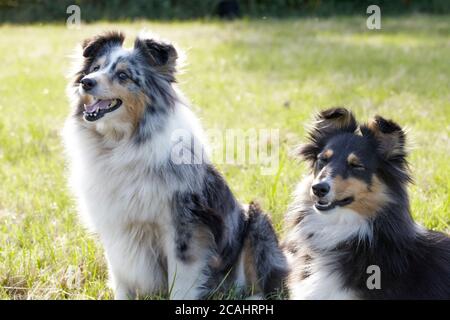 Blue Merle und Tricolor Shelties vor der Tür Stockfoto