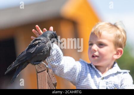 4 Jahre alter Junge mit einem Haustier Dohlen Vogel, Großbritannien Stockfoto