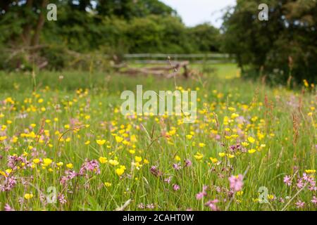 Wildblumenschutzwiese in Suffolk, Großbritannien Stockfoto