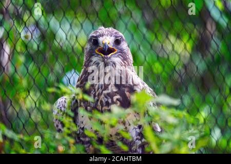 Montreal, Quebec, Kanada, Juli 25, 2020.Rough-legged Hawk in Gefangenschaft gehalten.Kredit:Mario Beauregard/Alamy News Stockfoto