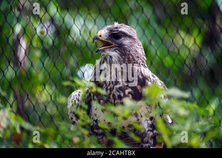 Montreal, Quebec, Kanada, Juli 25, 2020.Rough-legged Hawk in Gefangenschaft gehalten.Kredit:Mario Beauregard/Alamy News Stockfoto