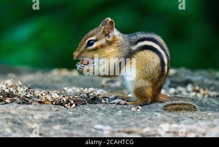 Montreal, Quebec, Kanada, 25. Juli 2020. Chipmunck kauen auf einem Zweig.Quelle:Mario Beauregard/Alamy News Stockfoto