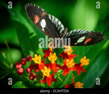 Schmetterlinge mit Bürstenfüßern Calgary Zoo Alberta Stockfoto